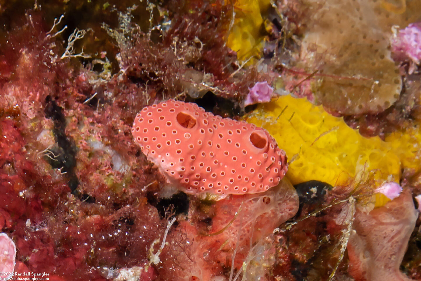 Didemnum rubeum (Didemnum rubeum)