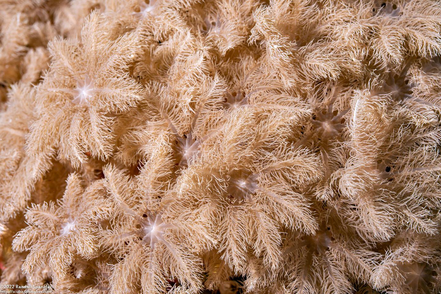 Clavularia sp.1 (Clavularia sp.1)