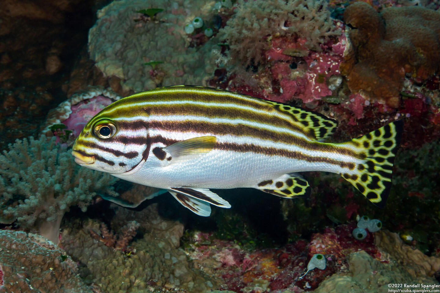 Plectorhinchus lessonii (Striped Sweetlips)