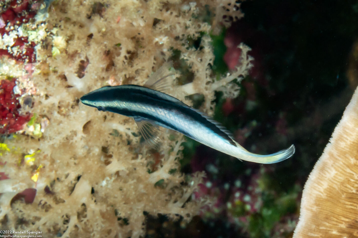 Labroides bicolor (Bicolor Cleaner Wrasse)