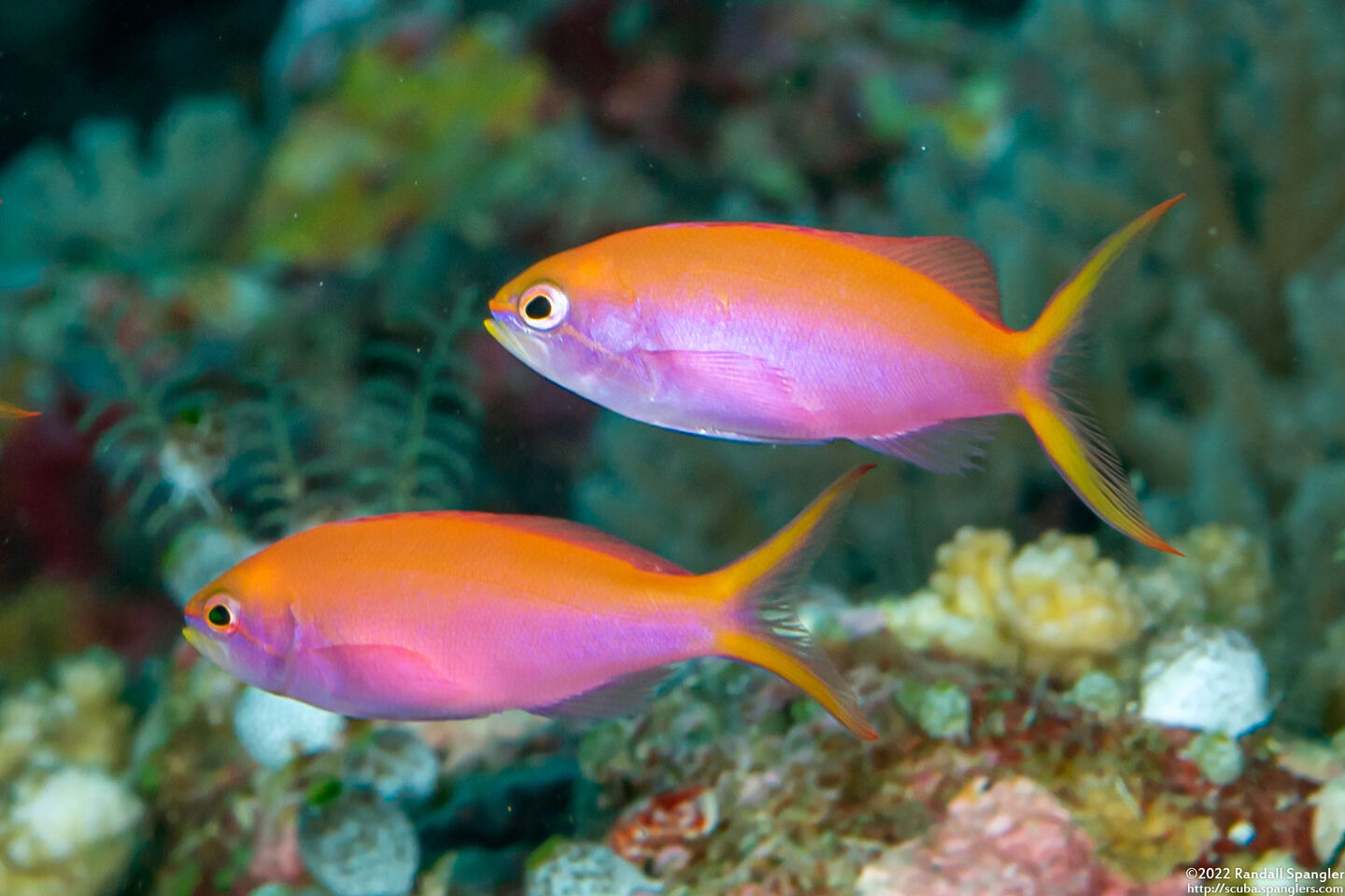 Pseudanthias dispar (Redfin Anthias)