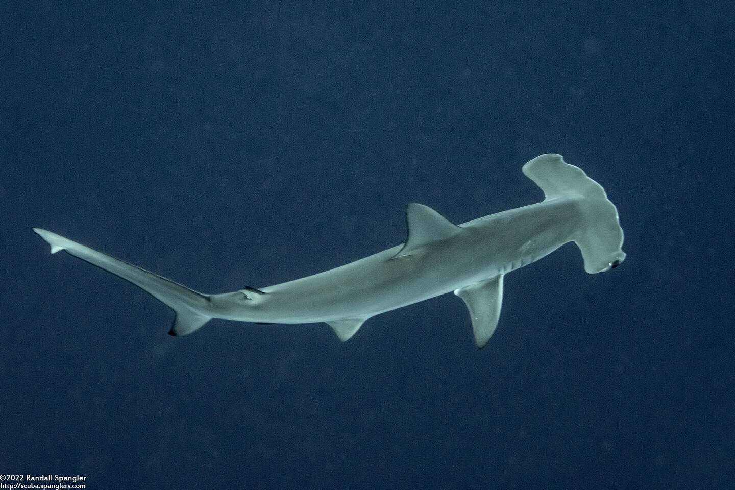 Sphyrna mokarran (Great Hammerhead)