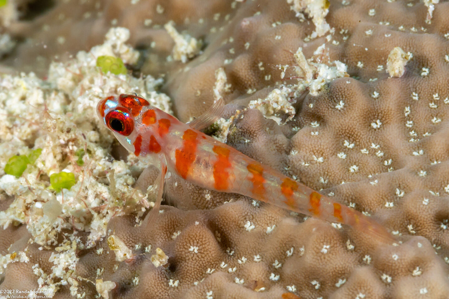 Trimma cana (Candycane Pygmygoby)