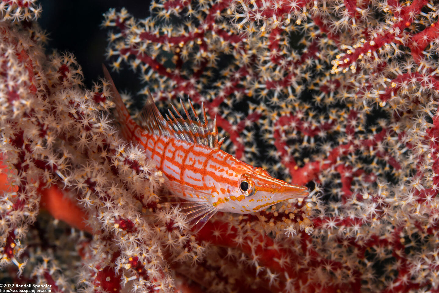 Oxycirrhites typus (Longnose Hawkfish)