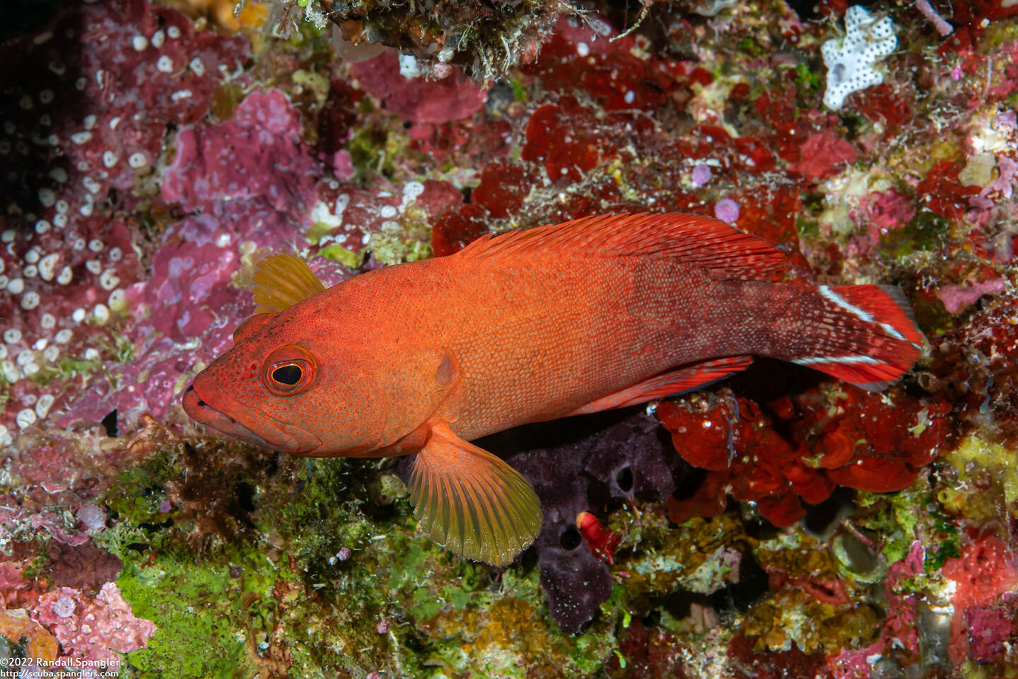 Cephalopholis urodeta (Flagtail Grouper)