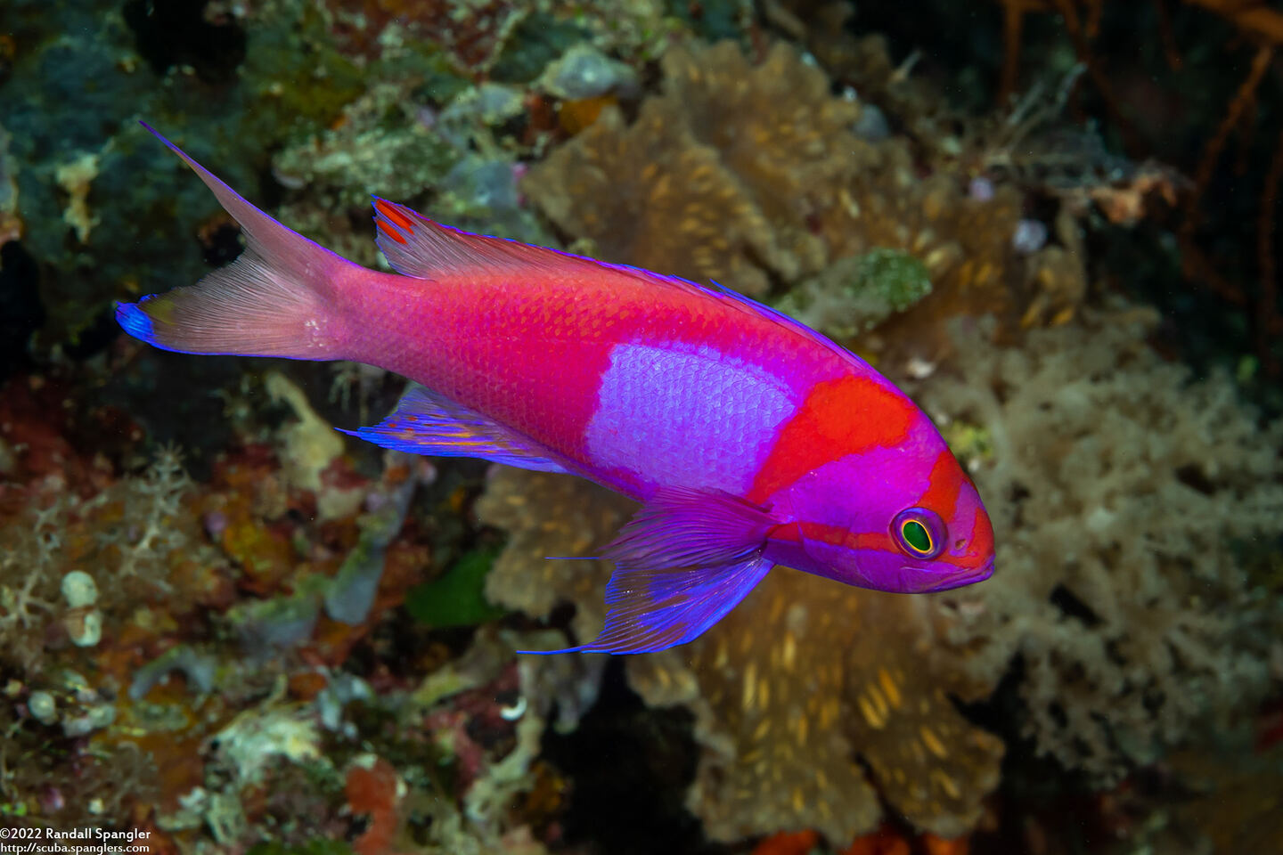 Pseudanthias pleurotaenia (Squarespot Anthias)