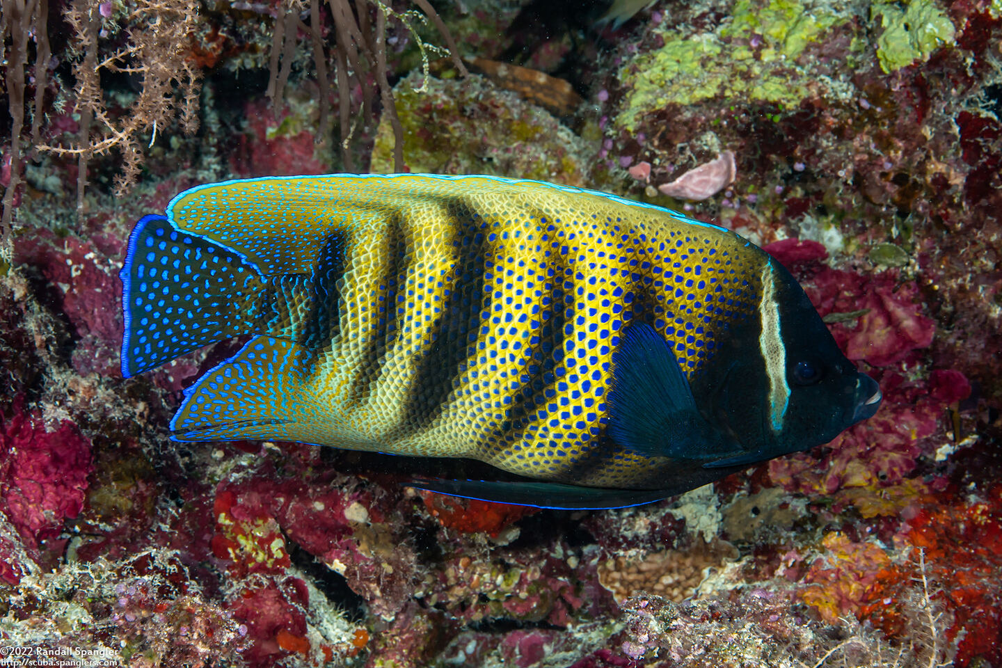 Pomacanthus sexstriatus (Six-Banded Angelfish)