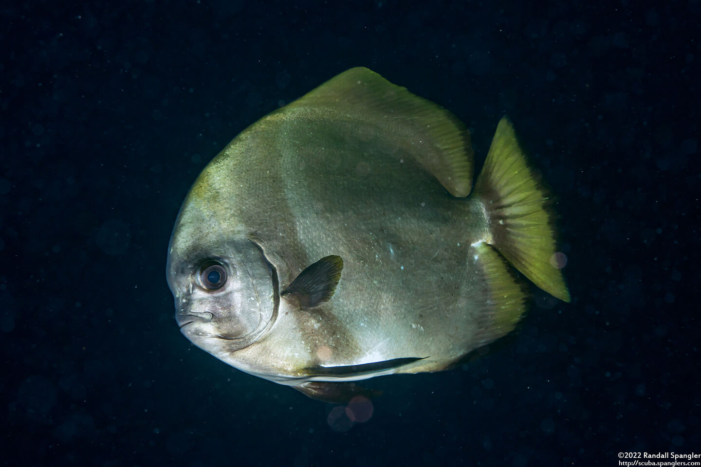 Platax boersii (Golden Spadefish)