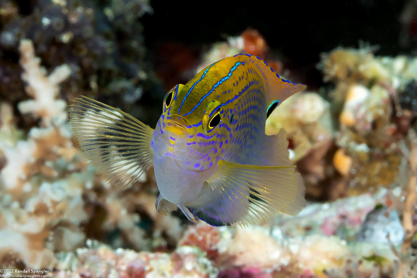 Pomacentrus vaiuli (Princess Damsel)