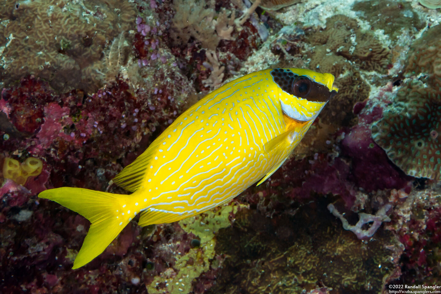 Siganus puellus (Masked Rabbitfish)