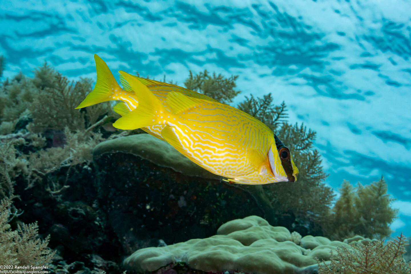 Siganus puellus (Masked Rabbitfish)