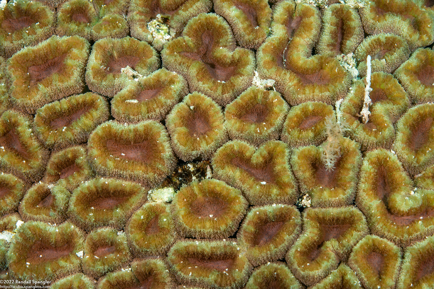 Lobophyllia hemprichii (Lobed Brain Coral)