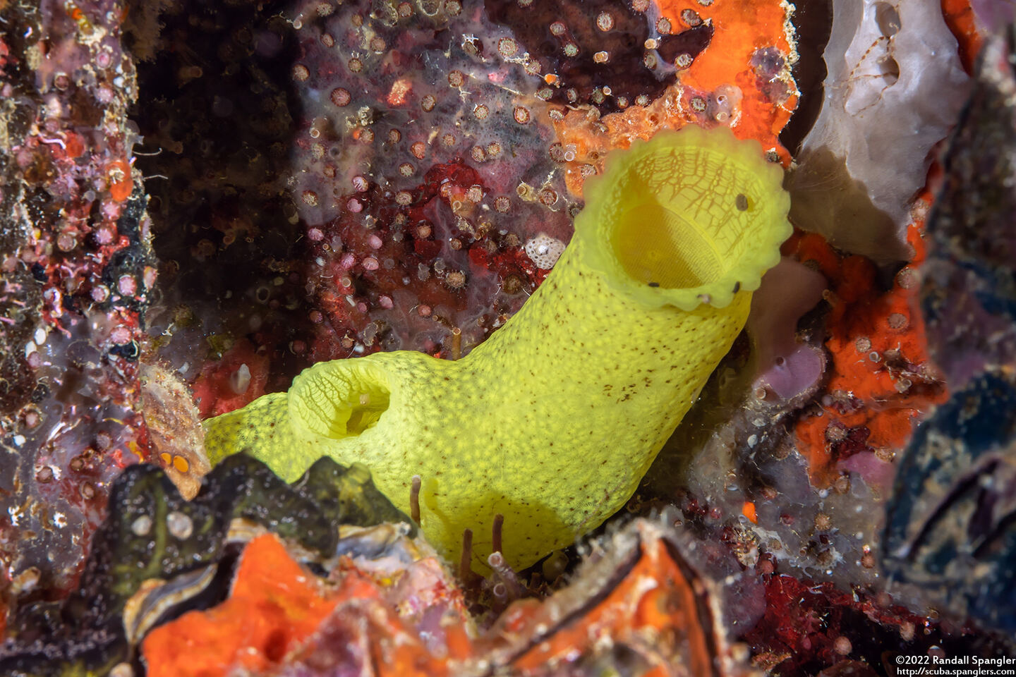 Phallusia julinea (Yellow Sea Squirt)