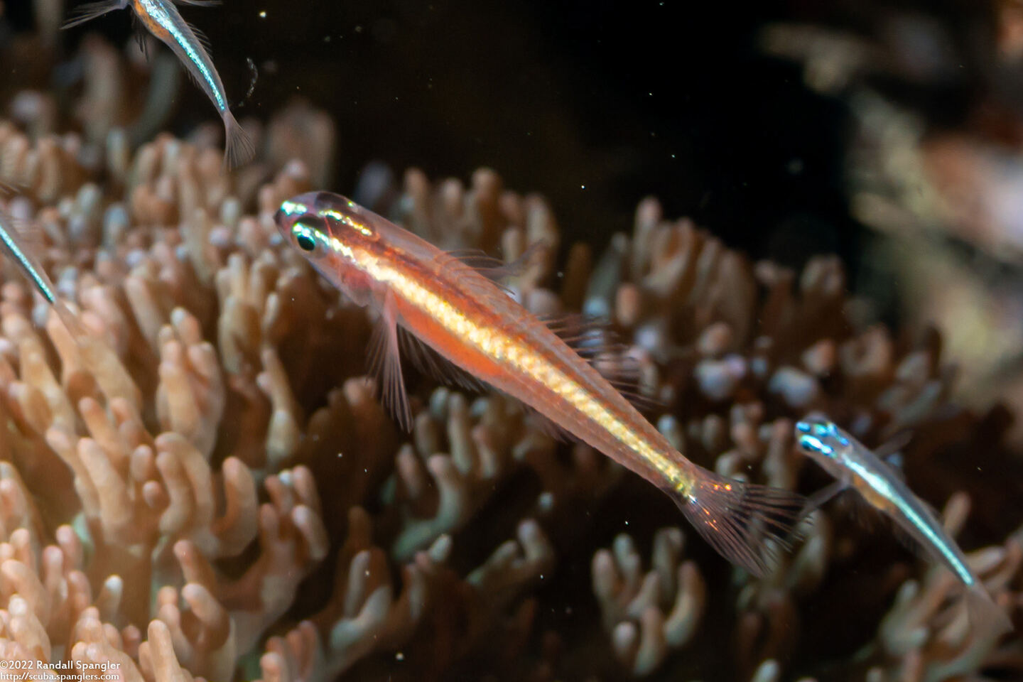 Eviota bifasciata (Twostripe Dwarfgoby)