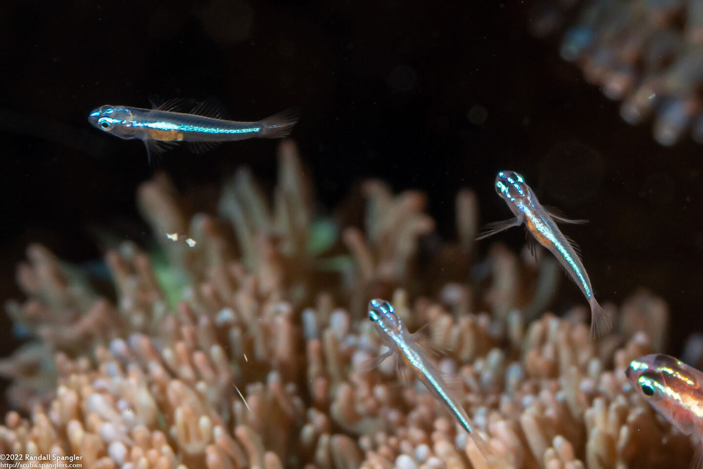 Eviota bifasciata (Twostripe Dwarfgoby)