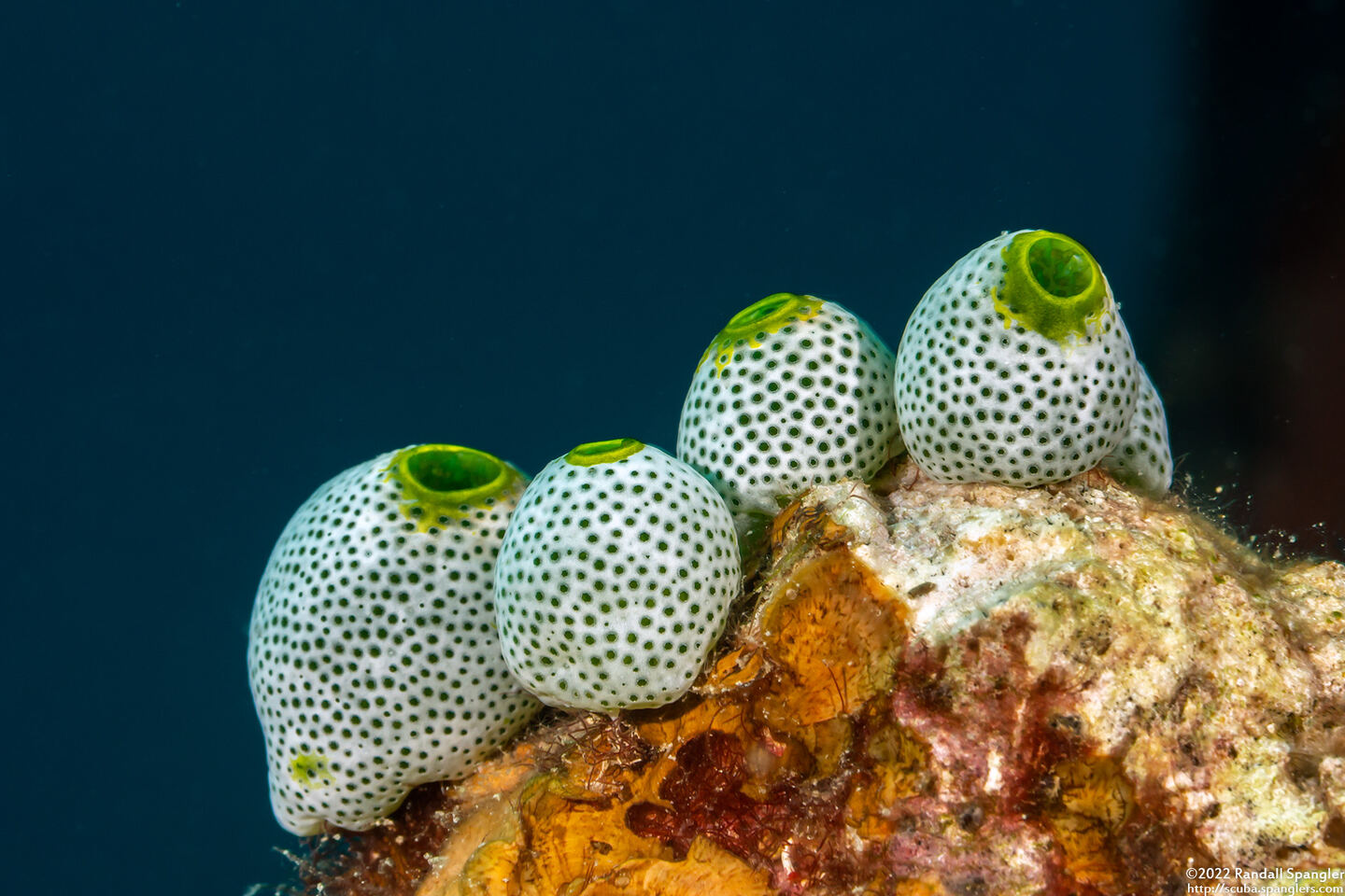 Atriolum robustum (Robust Sea Squirt)