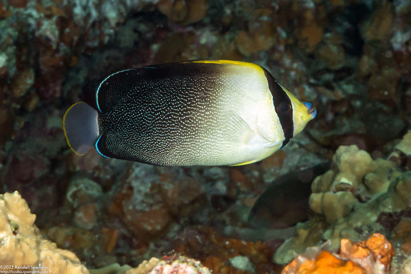 Chaetodontoplus poliourus (Graytail Angelfish)