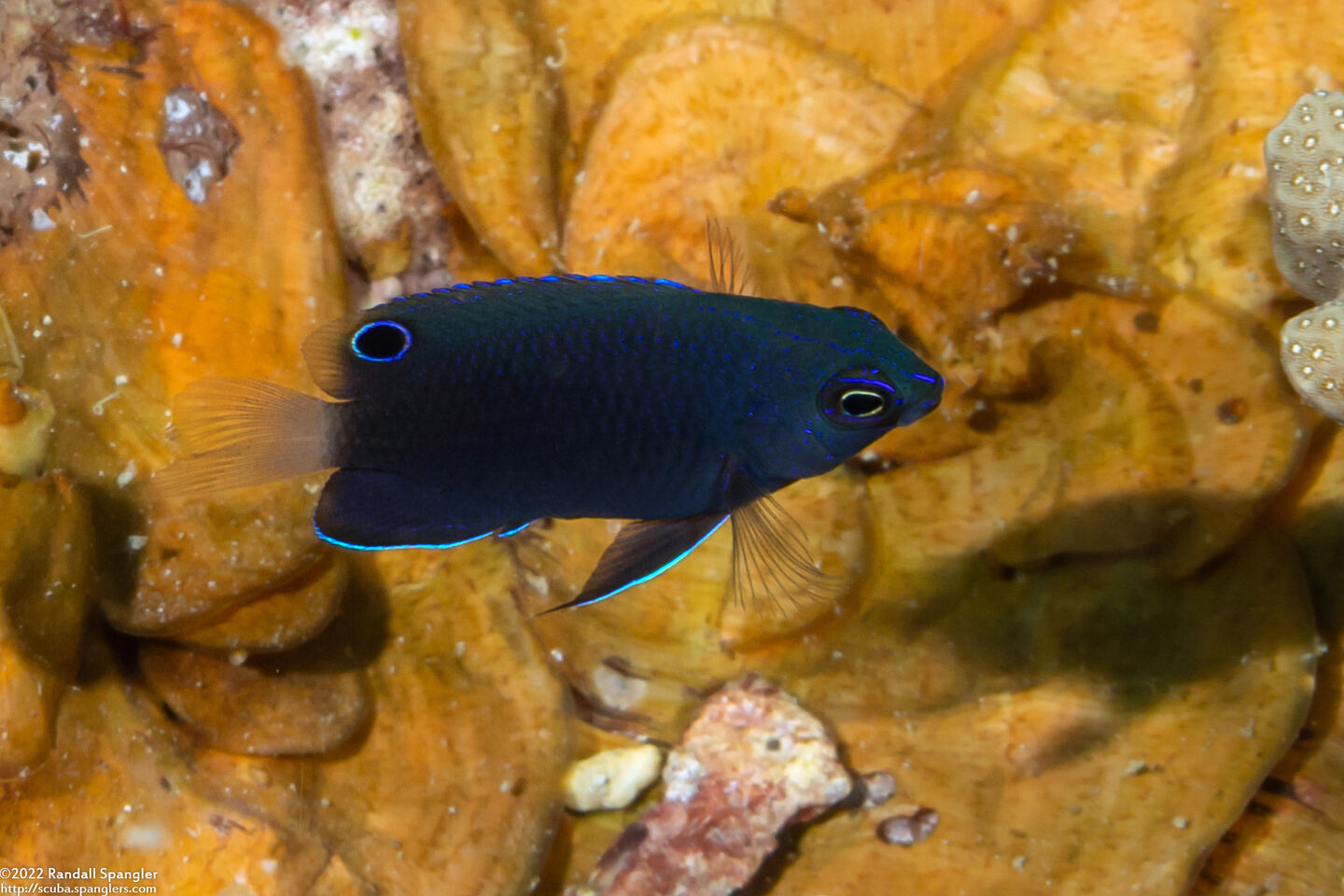 Pomacentrus burroughi (Burrough's Damsel)