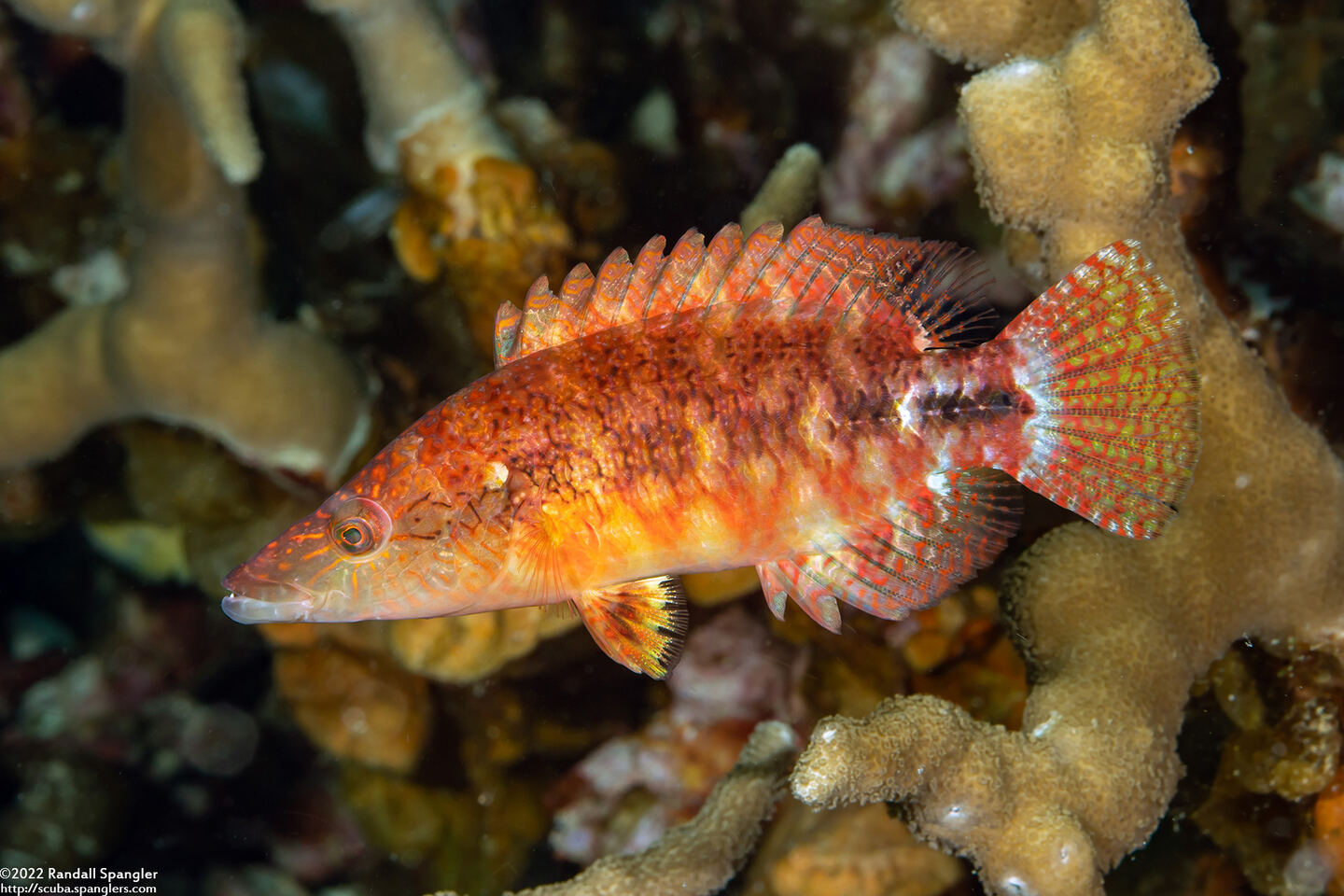 Oxycheilinus celebicus (Celebes Wrasse)