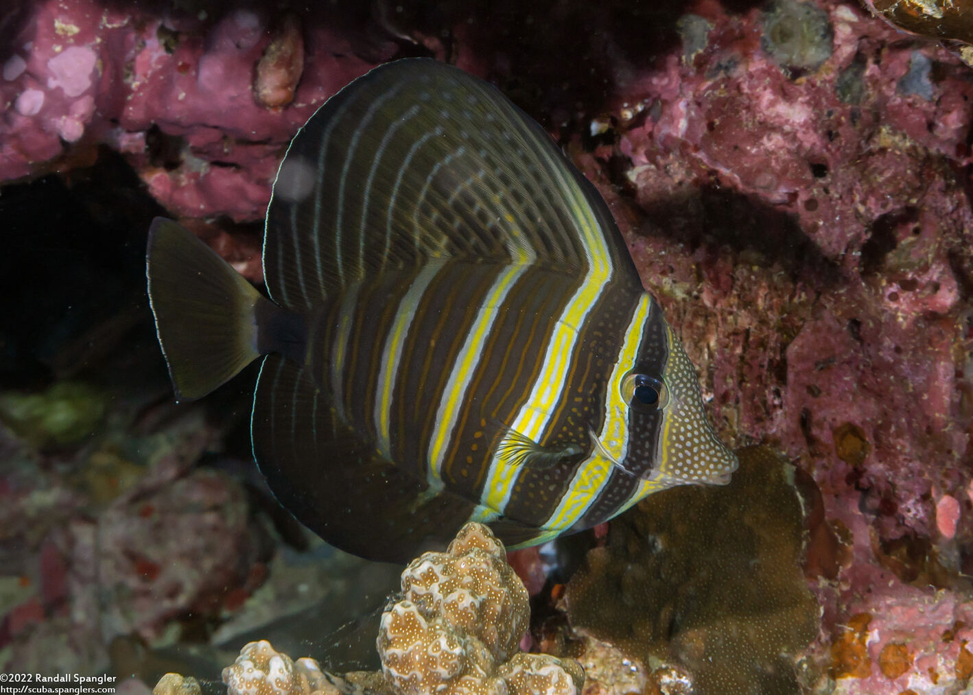 Zebrasoma veliferum (Pacific Sailfin Tang)