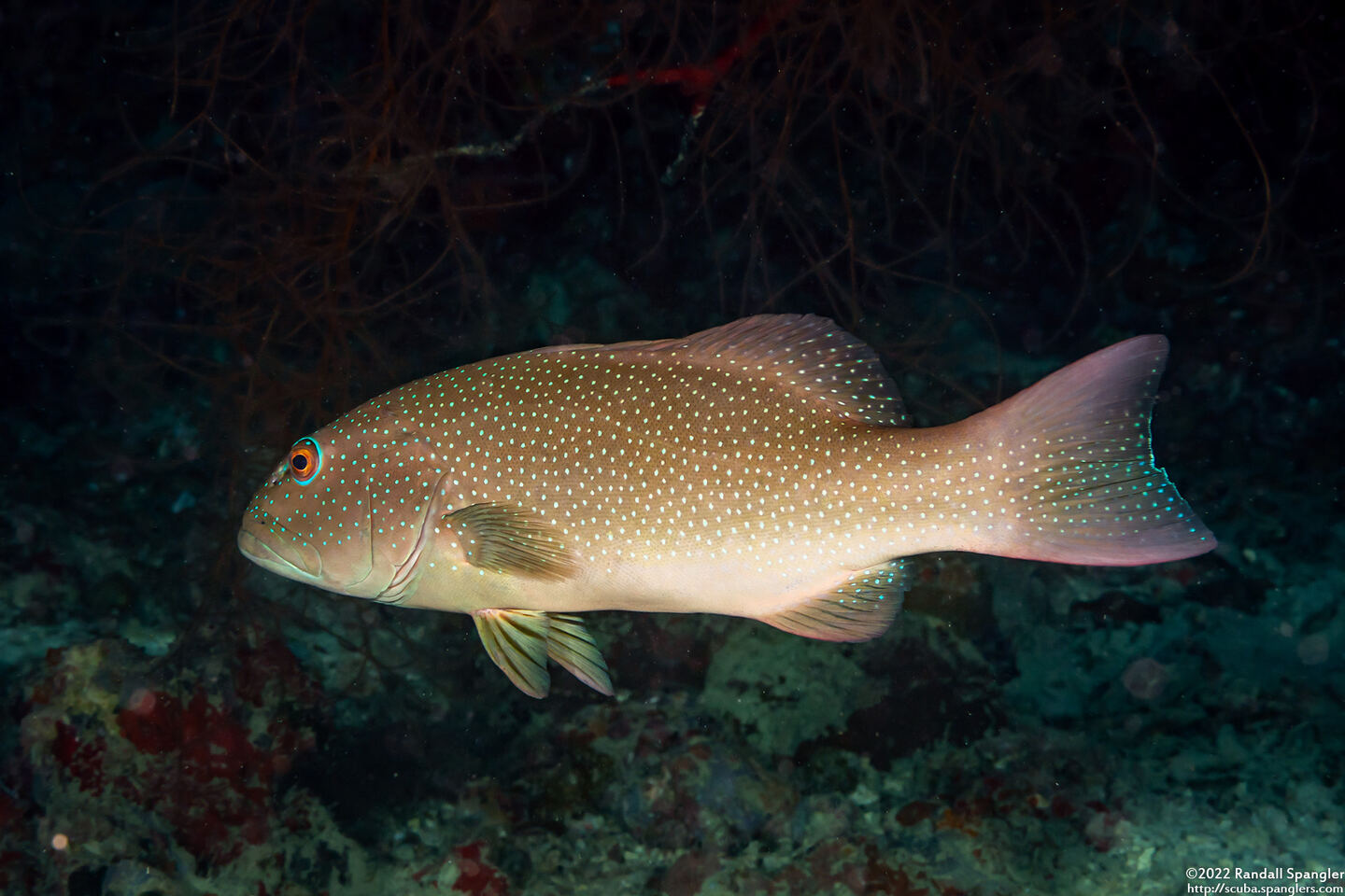 Plectropomus leopardus (Leopard Coral Grouper)