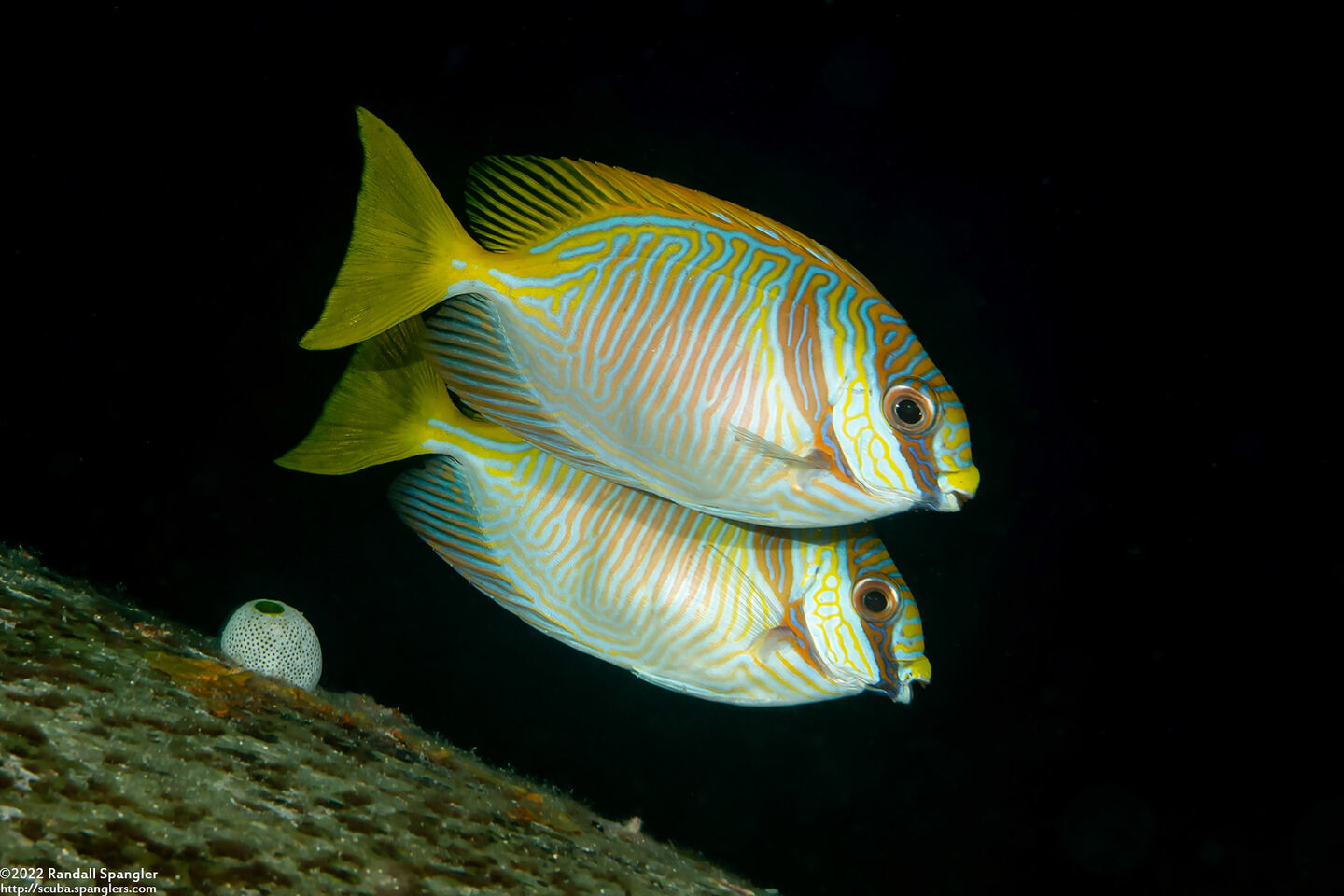 Siganus doliatus (Barred Rabbitfish)
