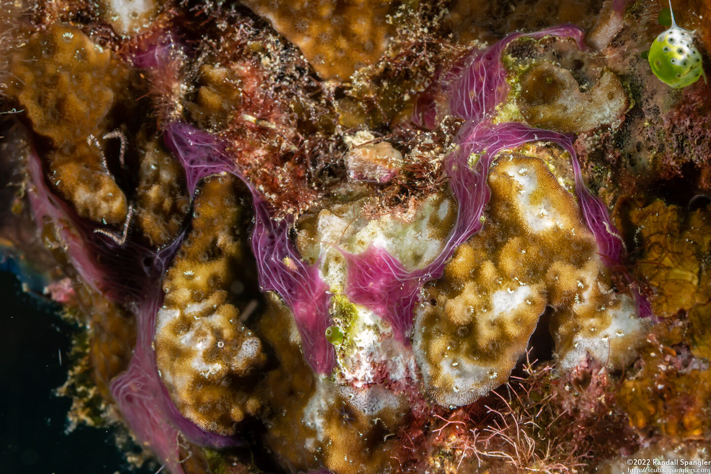 Chalinula nematifera (Coral Killing Sponge)