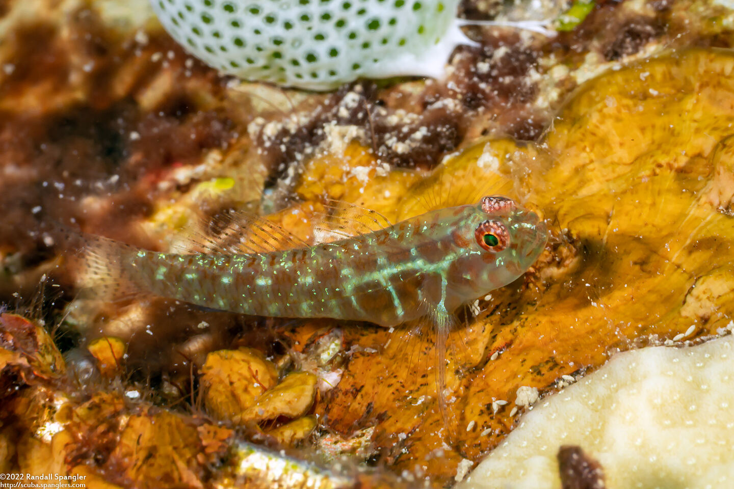 Eviota prasina (Rubble Dwarfgoby)