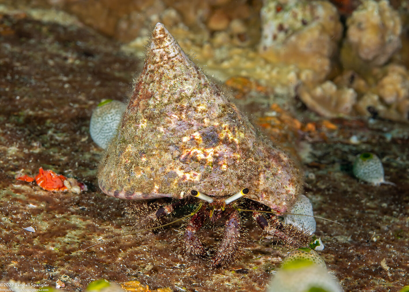 Dardanus lagopodes (Dark Knee Hermit Crab)