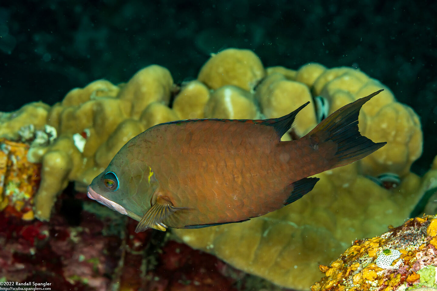 Epibulus brevis (Latent Slingjaw Wrasse)