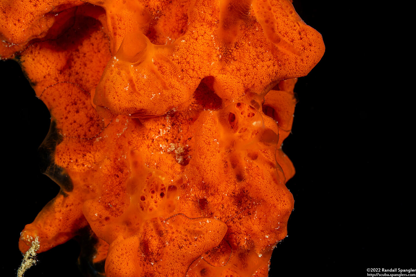 Mycale lampra (Mycale lampra)