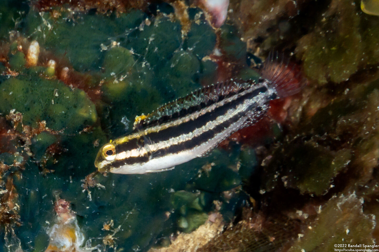 Petroscirtes breviceps (Shorthead Fangblenny)