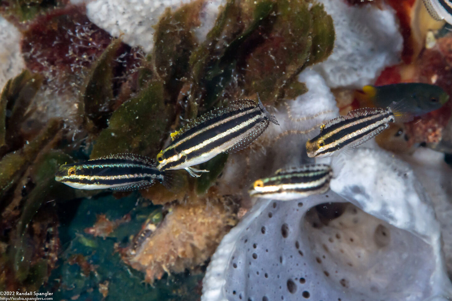 Petroscirtes breviceps (Shorthead Fangblenny)