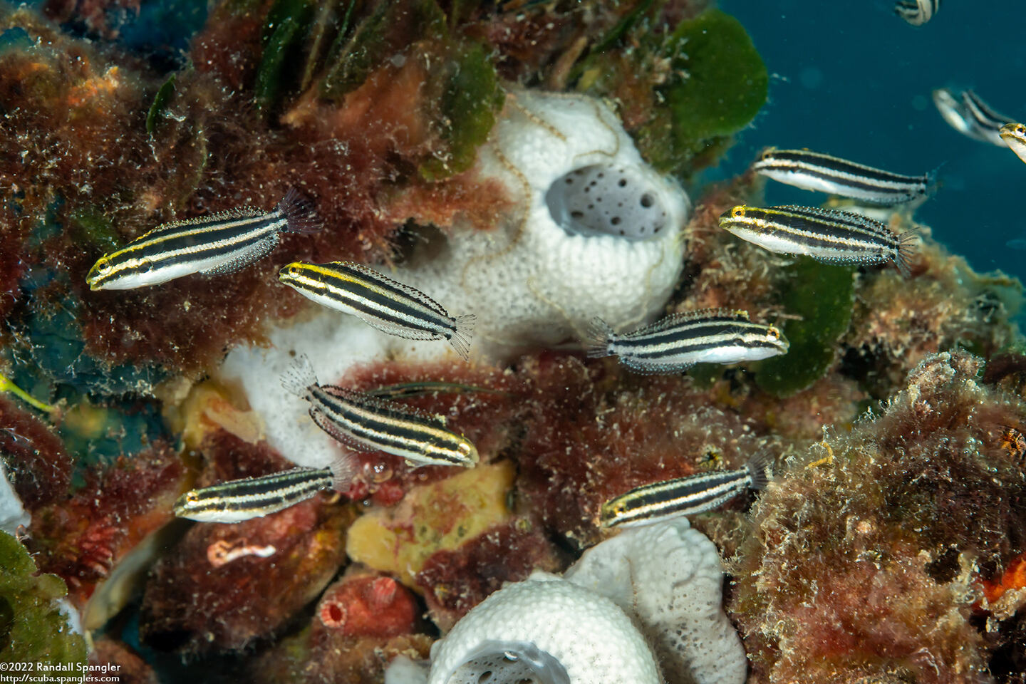Petroscirtes breviceps (Shorthead Fangblenny)