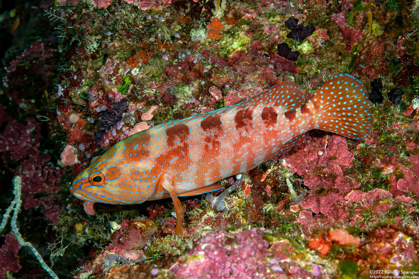 Cephalopholis sexmaculata (Saddle Grouper)