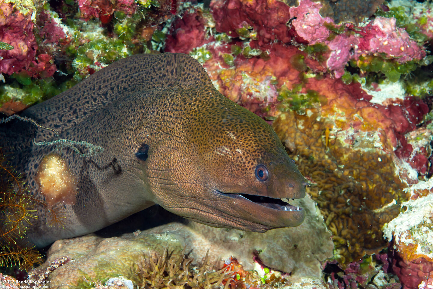 Gymnothorax javanicus (Giant Moray)