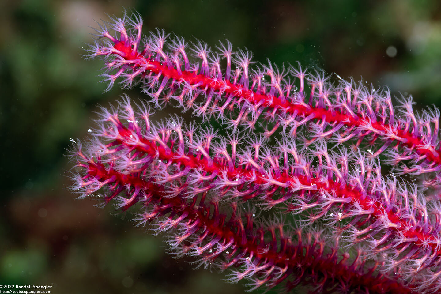 Menella sp.1 (Menella sp.1)