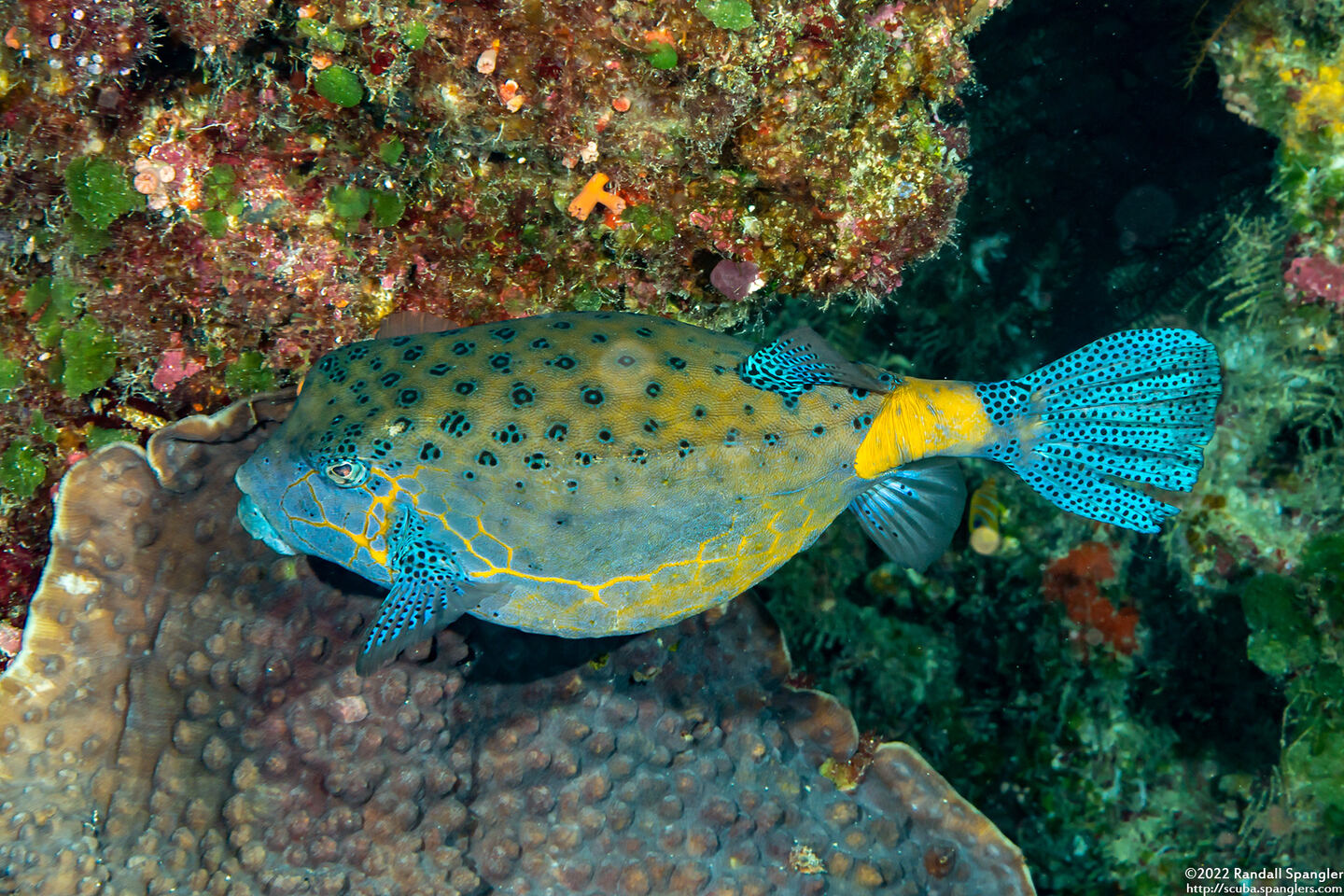 Ostracion cubicum (Yellow Boxfish)