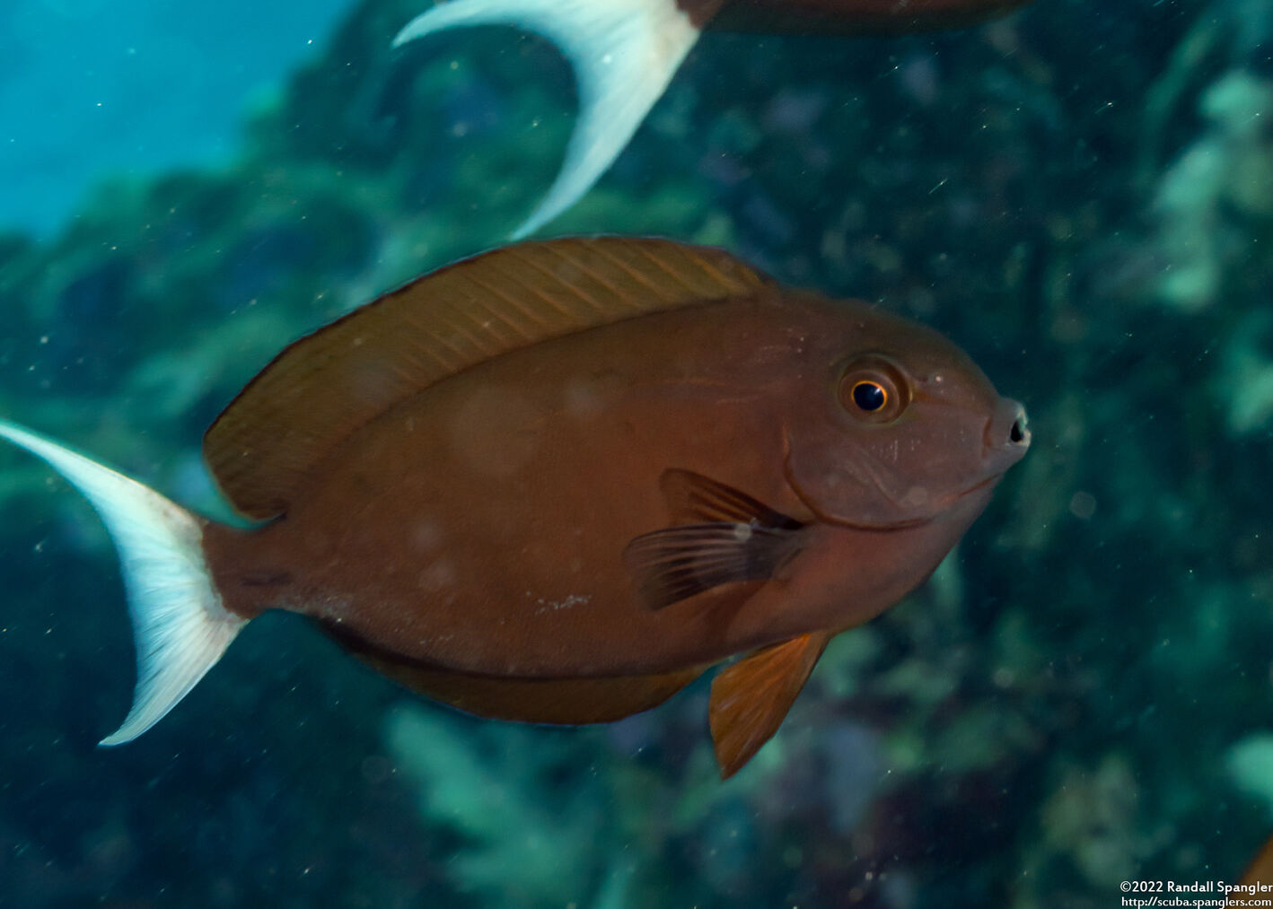 Acanthurus thompsoni (Whitetail Surgeonfish)
