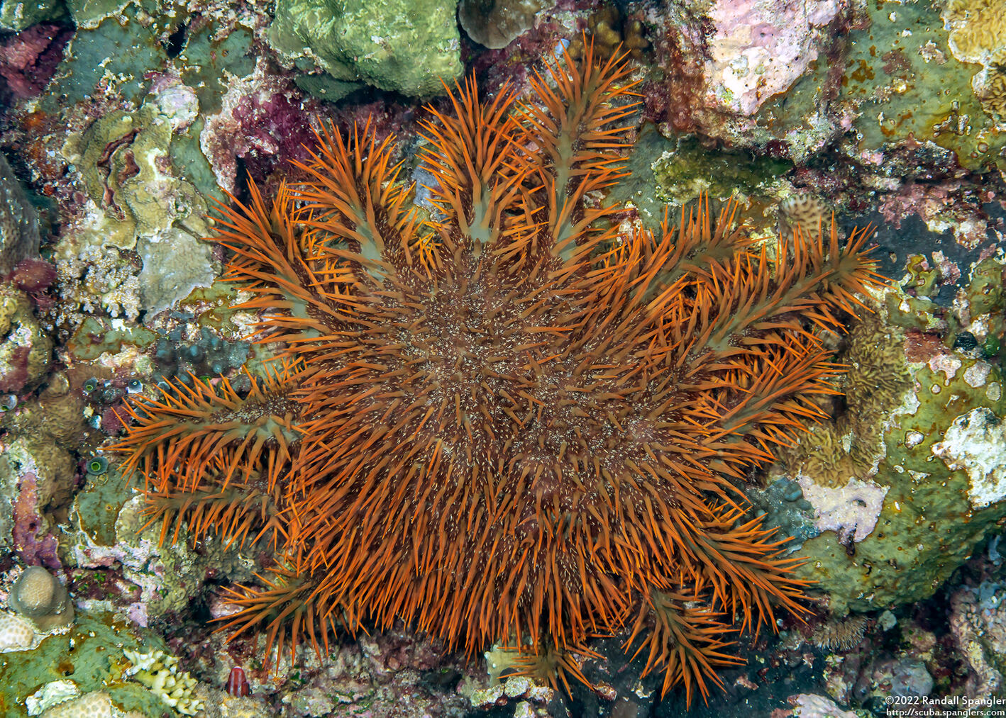 Acanthaster solaris (Crown-of-Thorns Star)