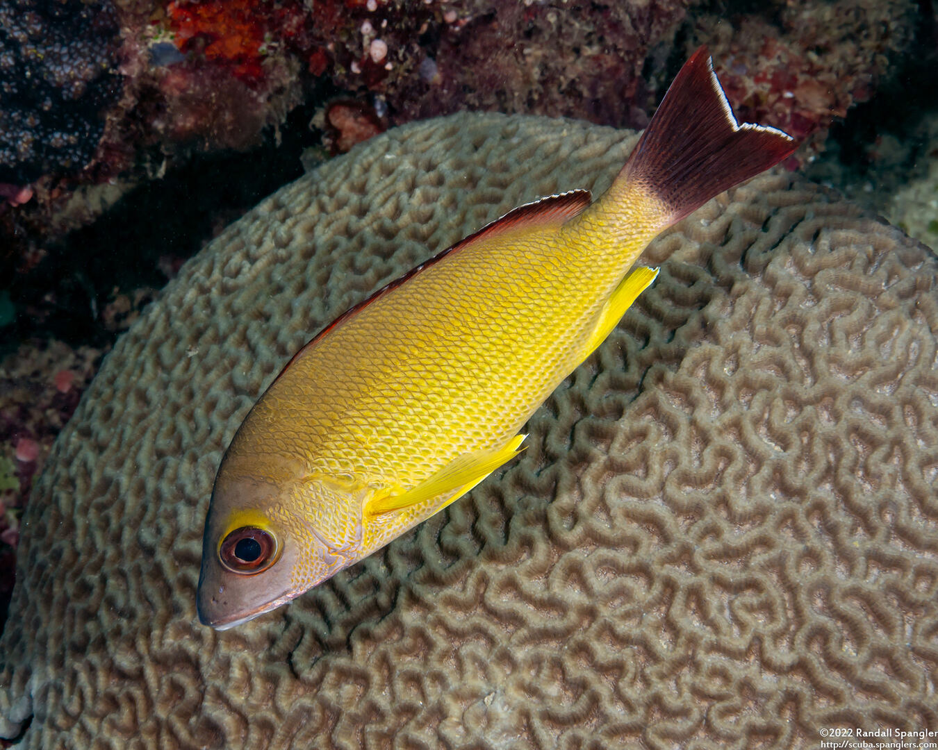 Lutjanus fulvus (Blacktail Snapper)