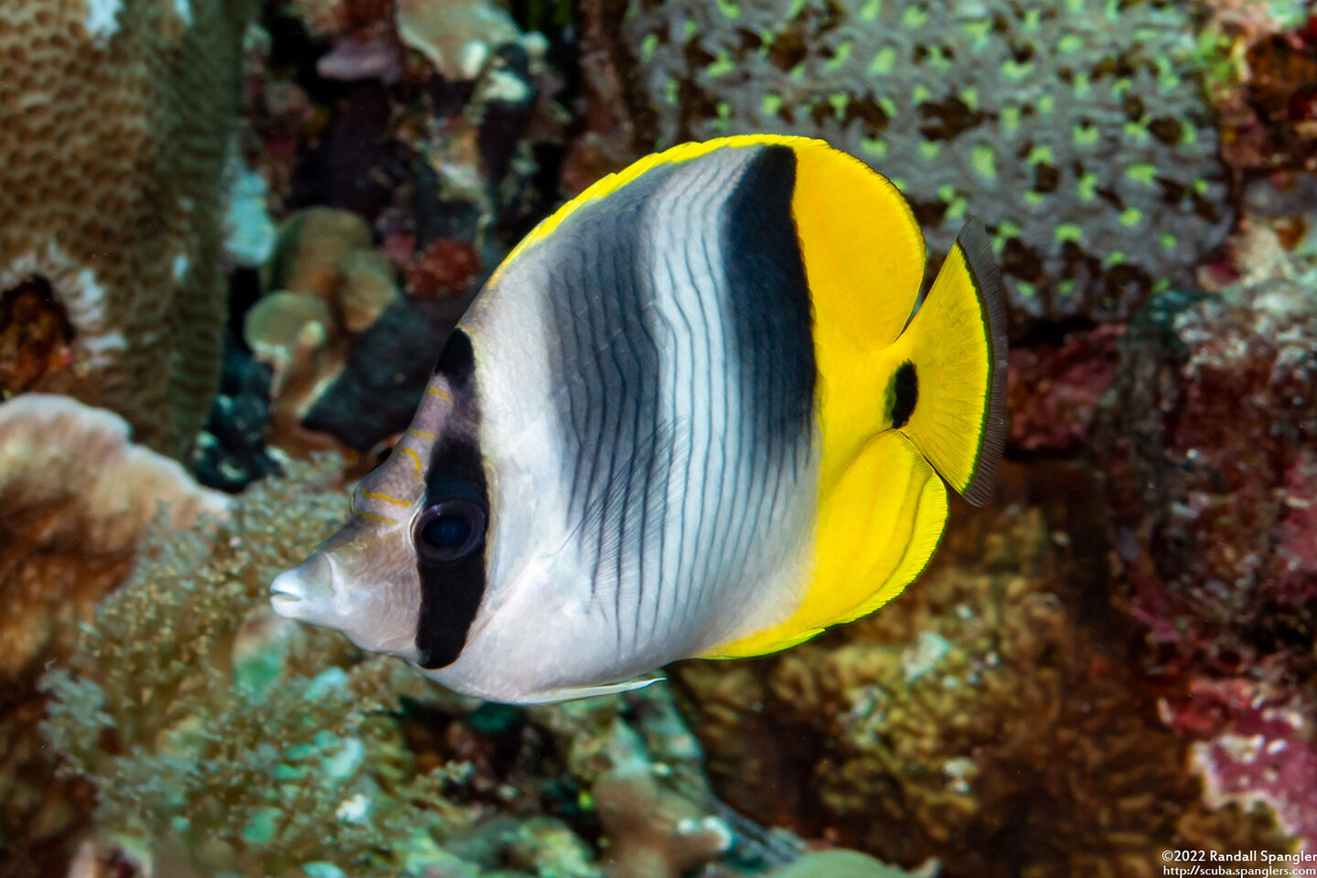 Chaetodon ulietensis (Pacific Double-Saddle Butterflyfish)