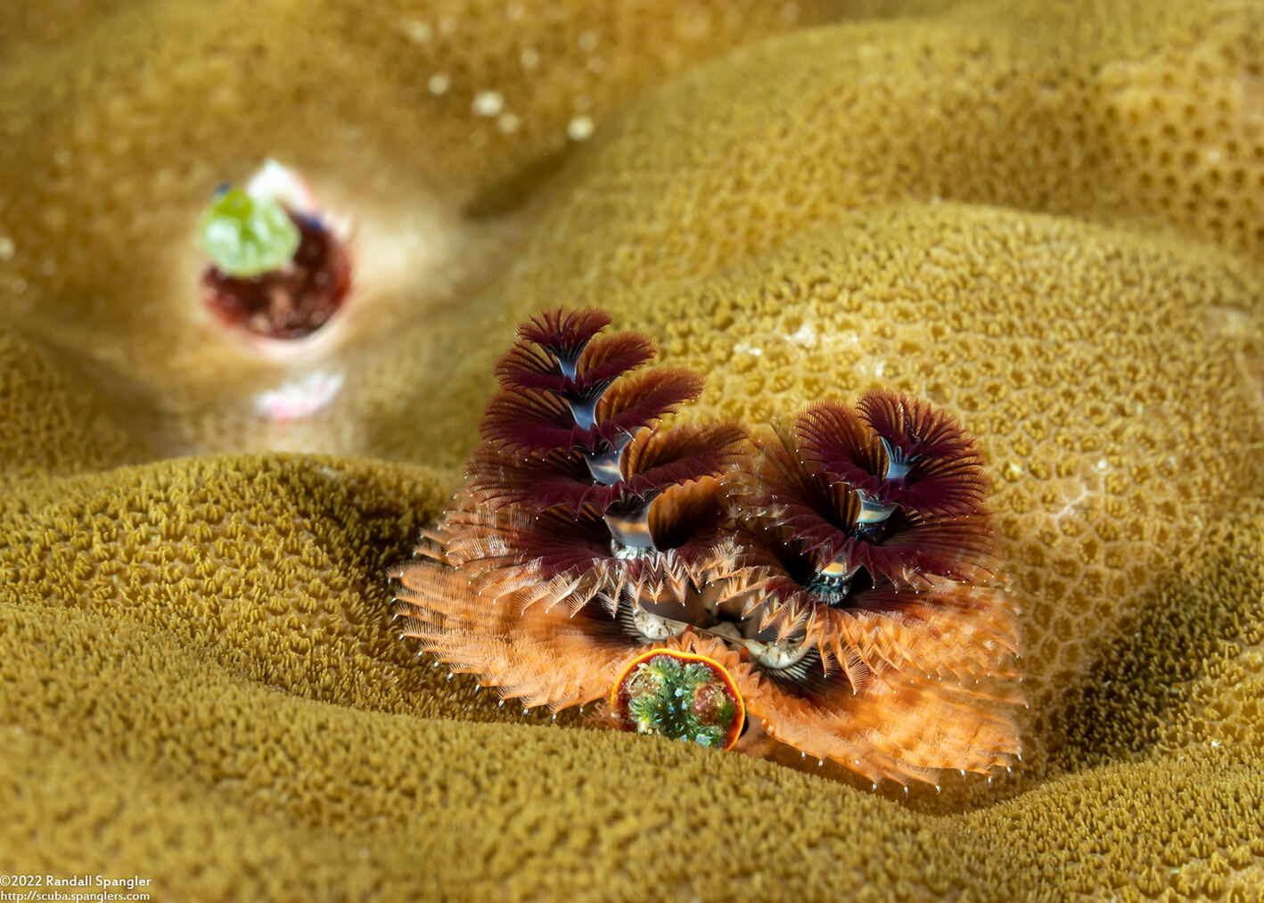 Spirobranchus sp.1 (Christmas Tree Worm)