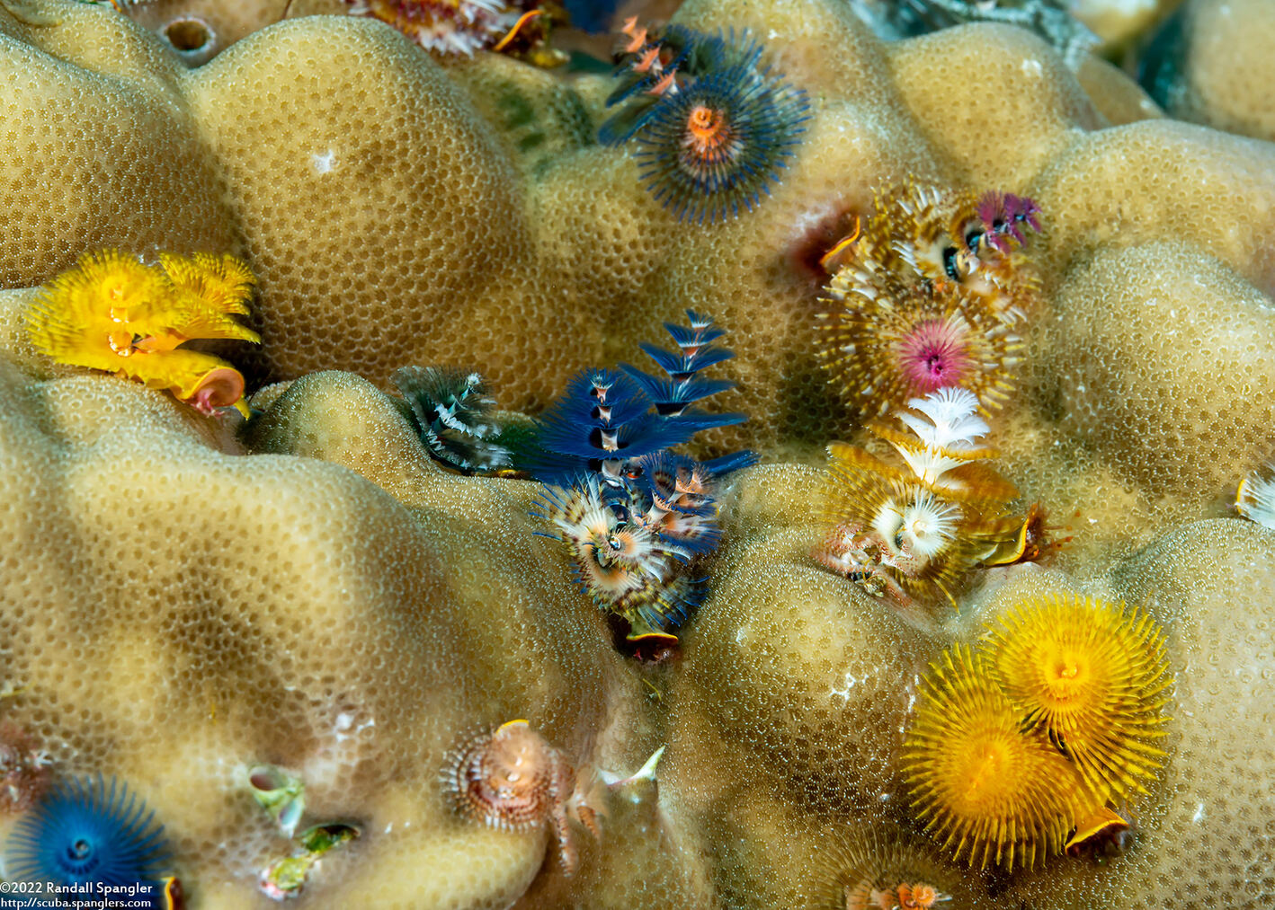 Spirobranchus sp.1 (Christmas Tree Worm)