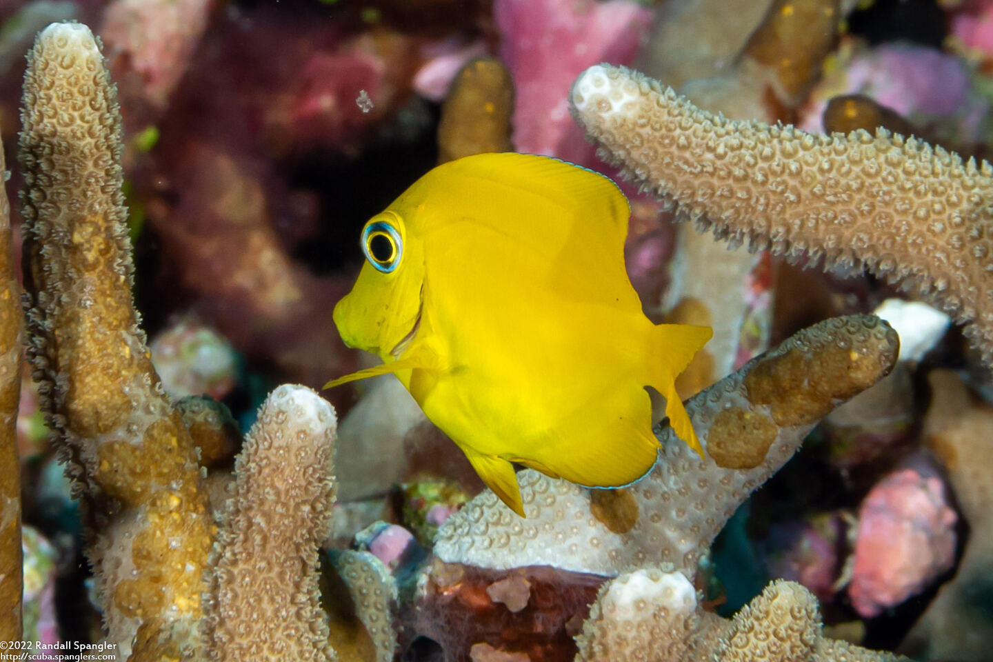 Acanthurus pyroferus (Mimic Surgeonfish); Juvenile imitating lemonpeel angelfish