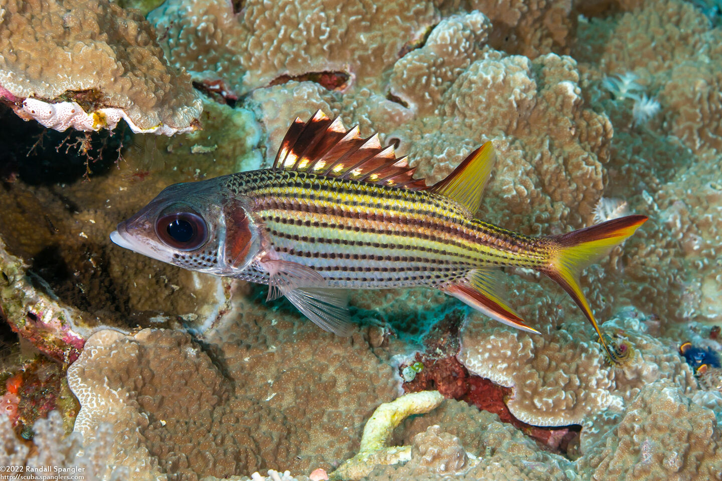 Neoniphon sammara (Spotfin Squirrelfish)