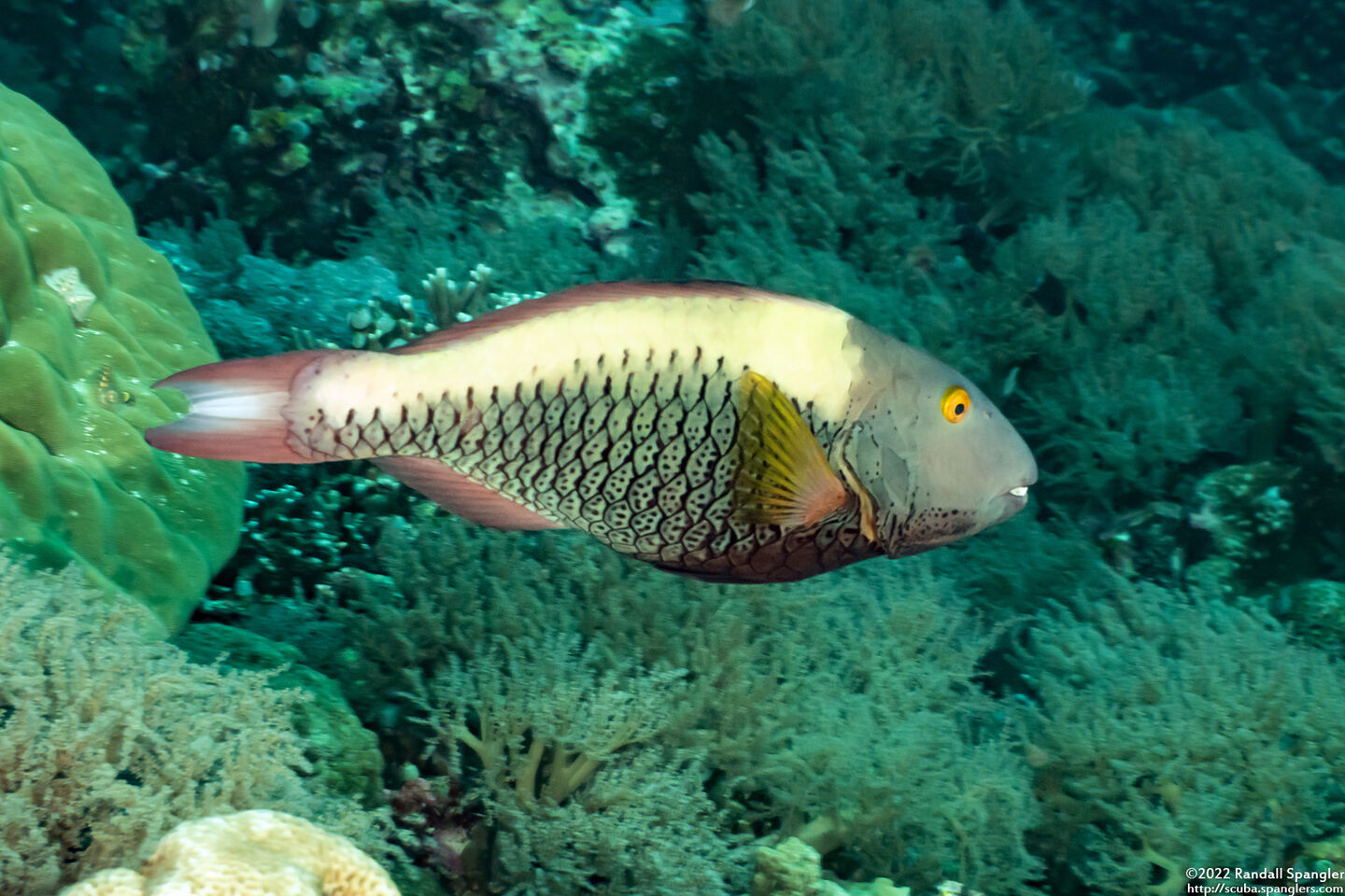 Cetoscarus ocellatus (Spotted Parrotfish)