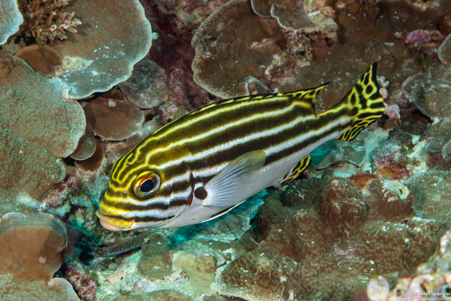 Plectorhinchus lessonii (Striped Sweetlips)