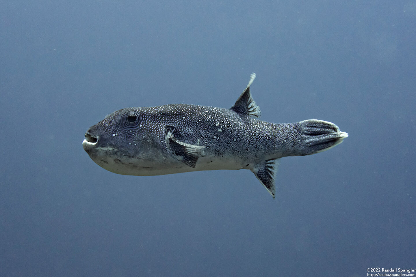 Arothron caeruleopunctatus (Blue-Spotted Puffer)