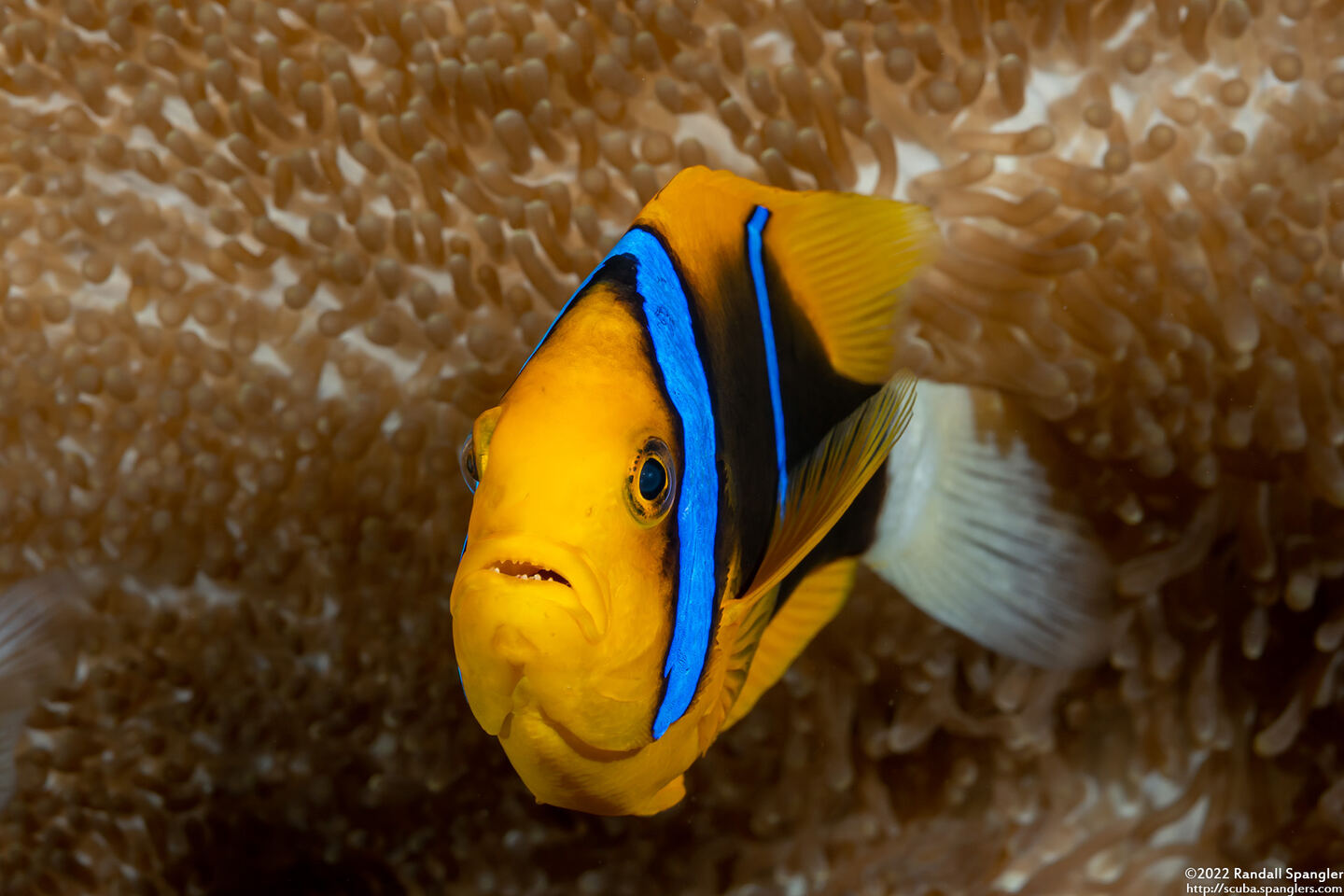 Amphiprion chrysopterus (Orangefin Anemonefish)